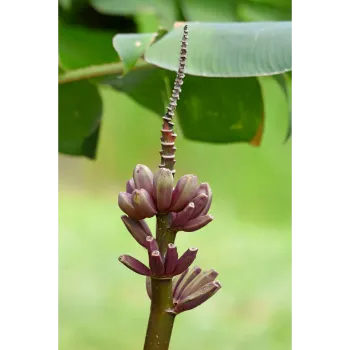Natural Banana Flower
